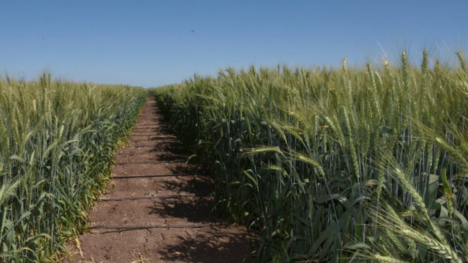 La sequía no para y analistas prevén la peor cosecha de trigo en siete años