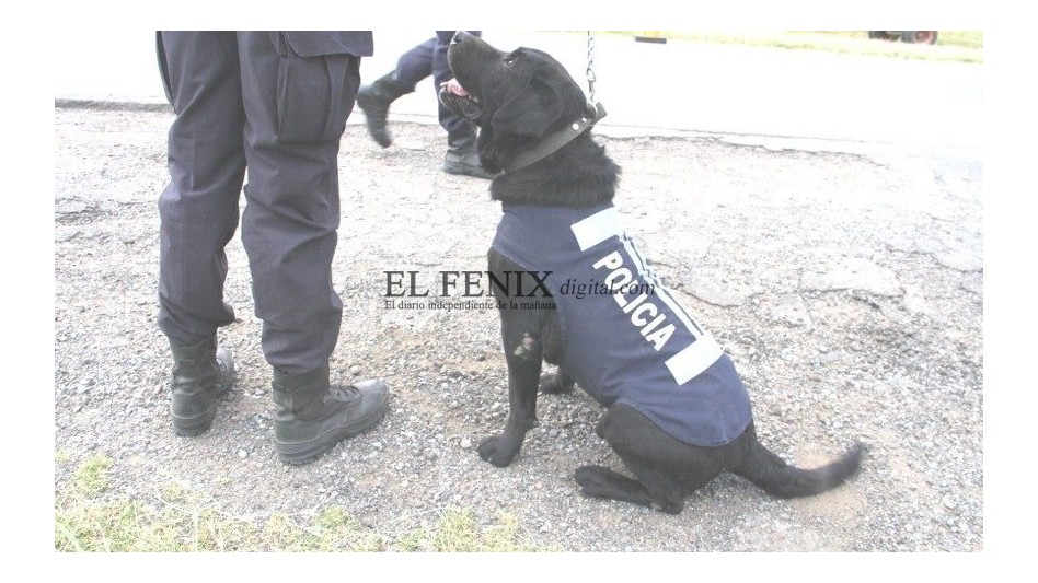 Perro Rol